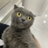 BRİTİSH SHORTHAİR KIZ TEK KEDİ OLACAĞI ÖMÜRLÜK YUVASINI ARIYOR YENİMAHALLE fotoğraf