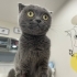 BRİTİSH SHORTHAİR KIZ TEK KEDİ OLACAĞI ÖMÜRLÜK YUVASINI ARIYOR YENİMAHALLE fotoğraf