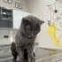 BRİTİSH SHORTHAİR KIZ TEK KEDİ OLACAĞI ÖMÜRLÜK YUVASINI ARIYOR YENİMAHALLE fotoğraf