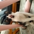 Acil yuva ilanı fotoğraf