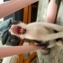 Acil yuva ilanı fotoğraf