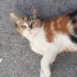 CALİCO BEBEĞE ACİL YUVA fotoğraf