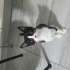 ÇAKIR VE FİKOŞA YUVA ARIYORUZ fotoğraf