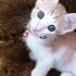 Oyuncu tatli sevimli fotoğraf