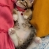 Sevimli oyuncu tatli bir melez yavru fotoğraf