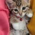 Sevimli oyuncu tatli bir melez yavru fotoğraf