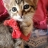 Oyuncu saglikli sevimli fotoğraf