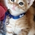 Oyuncu sevimli saglikli fotoğraf