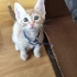 Oyuncu sevimli saglikli fotoğraf
