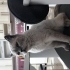 Cins kedi siyam fotoğraf