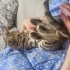 Kardeşleri Sahiplendirilen Tekire Yuva fotoğraf