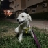 Çok sakin, hiç sesi çıkmayan bir terrier. Ücretsiz sahiplendirilecektir fotoğraf