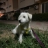 Çok sakin, hiç sesi çıkmayan bir terrier. Ücretsiz sahiplendirilecektir fotoğraf