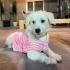 Çok sakin, hiç sesi çıkmayan bir terrier. Ücretsiz sahiplendirilecektir fotoğraf