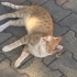 Sokakların asil prensi, sevgi arsızı baldan farksız koca bebek💛 fotoğraf