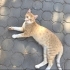 Sokakların asil prensi, sevgi arsızı baldan farksız koca bebek💛 fotoğraf