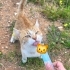Sokakların asil prensi, sevgi arsızı baldan farksız koca bebek💛 fotoğraf