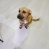 Ücretsiz sahiplenme kucuk irk fotoğraf