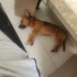 Ücretsiz sahiplenme kucuk irk fotoğraf
