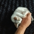 Mırıltısı Hiç Bitmeyen Minik Bir Neşe Yumağı Yuva Arıyor! fotoğraf
