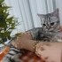 Şekeri sahiplendiriyoruz fotoğraf