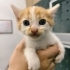 4 YAVRU KEDİ VE ANNE KEDİYE SICACIK BİR YUVA ARIYORUZ! fotoğraf