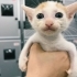 4 YAVRU KEDİ VE ANNE KEDİYE SICACIK BİR YUVA ARIYORUZ! fotoğraf