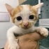 4 YAVRU KEDİ VE ANNE KEDİYE SICACIK BİR YUVA ARIYORUZ! fotoğraf