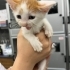 4 YAVRU KEDİ VE ANNE KEDİYE SICACIK BİR YUVA ARIYORUZ! fotoğraf