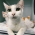 4 YAVRU KEDİ VE ANNE KEDİYE SICACIK BİR YUVA ARIYORUZ! fotoğraf
