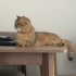 Tabby British Cookie aşıları tam kısır 1 yaşında erkek fotoğraf