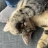 Küçük Tekir Bir Yuva Arıyor 🐾 fotoğraf