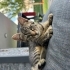 Küçük Tekir Bir Yuva Arıyor 🐾 fotoğraf