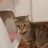 İZMİR TERKEDİLEN DÜNYALAR GÜZELİ YAVRUMUZ SCOTİS TİGER TABY fotoğraf