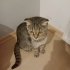 İZMİR TERKEDİLEN DÜNYALAR GÜZELİ YAVRUMUZ SCOTİS TİGER TABY fotoğraf