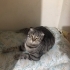 İZMİR TERKEDİLEN DÜNYALAR GÜZELİ YAVRUMUZ SCOTİS TİGER TABY fotoğraf