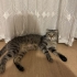 İZMİR TERKEDİLEN DÜNYALAR GÜZELİ YAVRUMUZ SCOTİS TİGER TABY fotoğraf