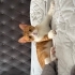 Sarı Ömürlük Yuvasını Arıyor fotoğraf
