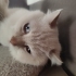 Tatlı insancıl yumuşak huylu genç kedi fotoğraf