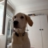 (Ücretsiz) Golden 5 aylık fotoğraf