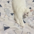 Pamuk için kedi bakımından anlayan ve sevgi gösterebilecek bir ev arıyoruz. fotoğraf