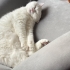 Pamuk için kedi bakımından anlayan ve sevgi gösterebilecek bir ev arıyoruz. fotoğraf