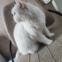Pamuk için kedi bakımından anlayan ve sevgi gösterebilecek bir ev arıyoruz. fotoğraf