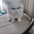 Pamuk için kedi bakımından anlayan ve sevgi gösterebilecek bir ev arıyoruz. fotoğraf