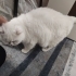 Pamuk için kedi bakımından anlayan ve sevgi gösterebilecek bir ev arıyoruz. fotoğraf