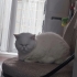 Pamuk için kedi bakımından anlayan ve sevgi gösterebilecek bir ev arıyoruz. fotoğraf
