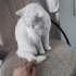Pamuk için kedi bakımından anlayan ve sevgi gösterebilecek bir ev arıyoruz. fotoğraf