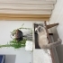 2 yaşında Kızım korktuğu için sahiplendirmek istiyorum fotoğraf