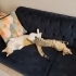 Mochayı bahçemizde bulduk ve akıllı bir kedi fotoğraf