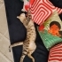 Mochayı bahçemizde bulduk ve akıllı bir kedi fotoğraf
